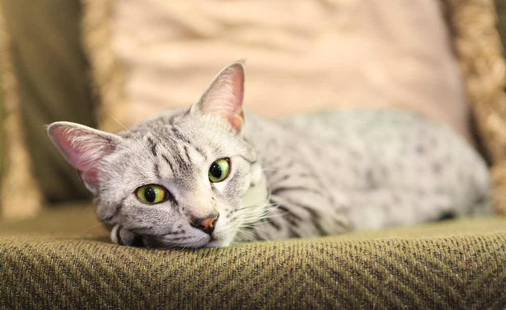 椅子で休む猫