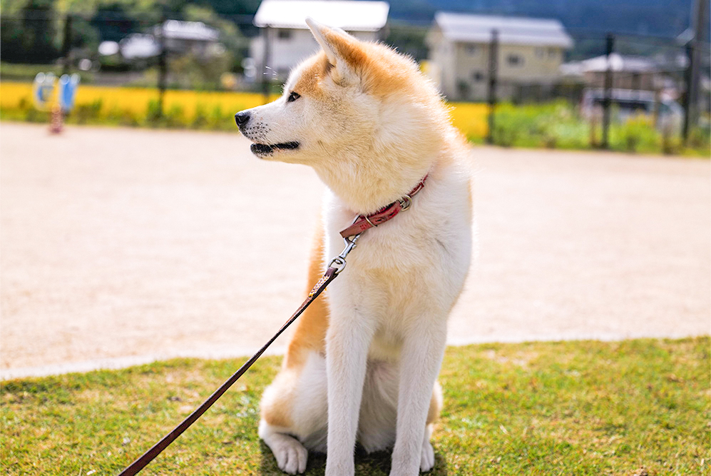 秋田犬の魅力はなんといっても、大きな体になんとも言えない可愛らしい表情。世界的にも人気が高く、日本でも「忠犬ハチ公」の犬種として愛されています。
