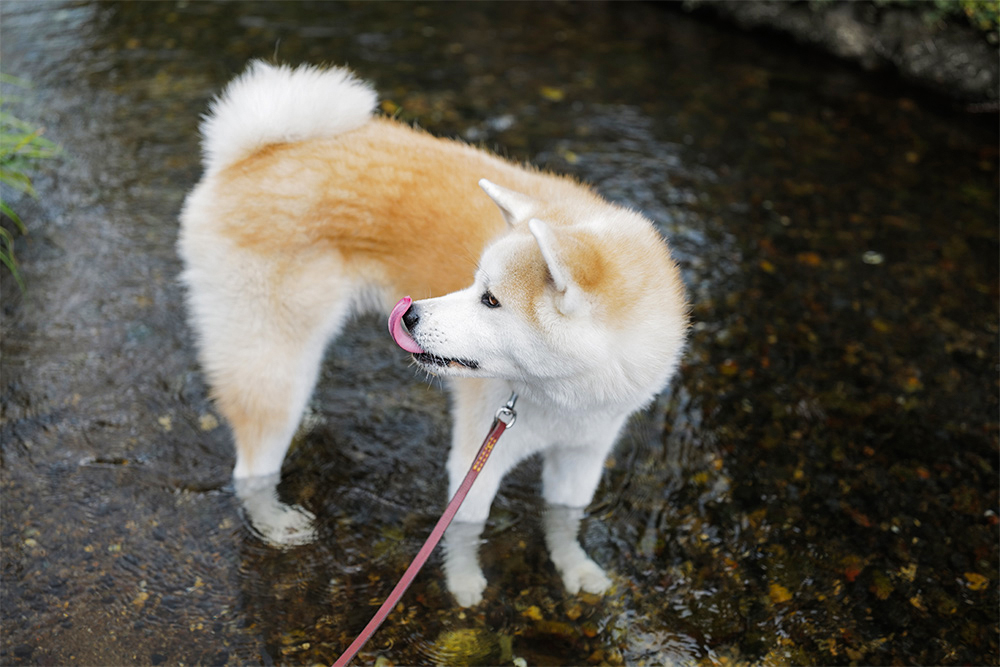 川で水遊びをする秋田犬のハナ