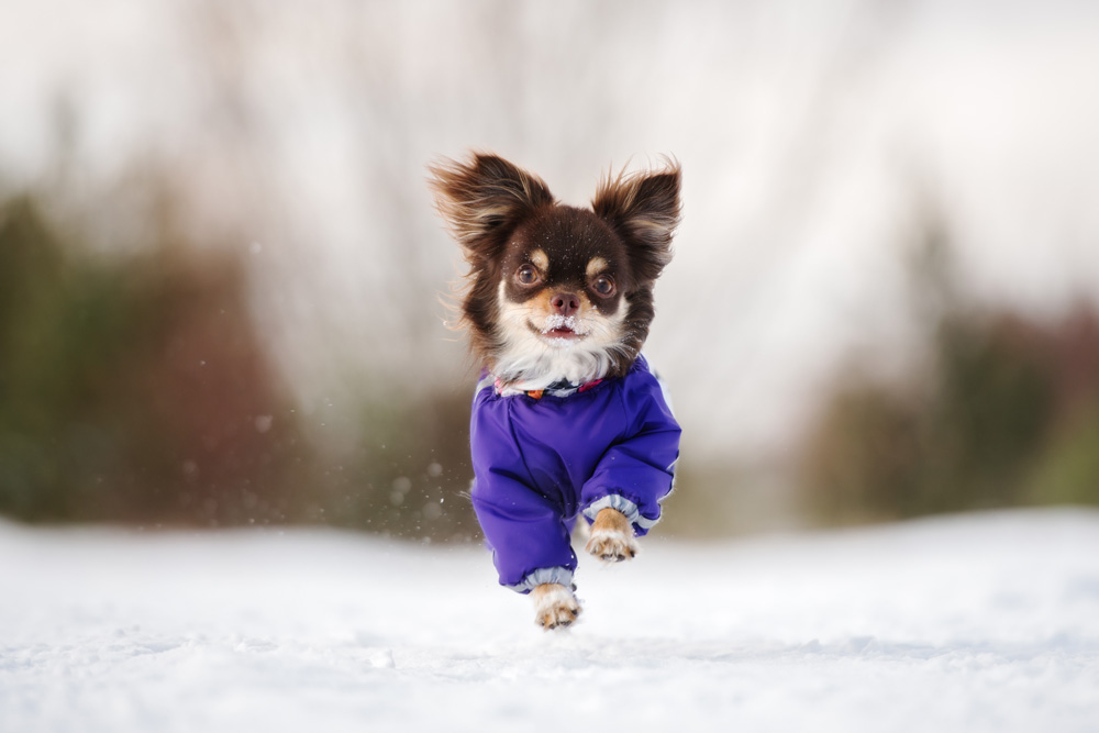 冬に屋外を走る犬