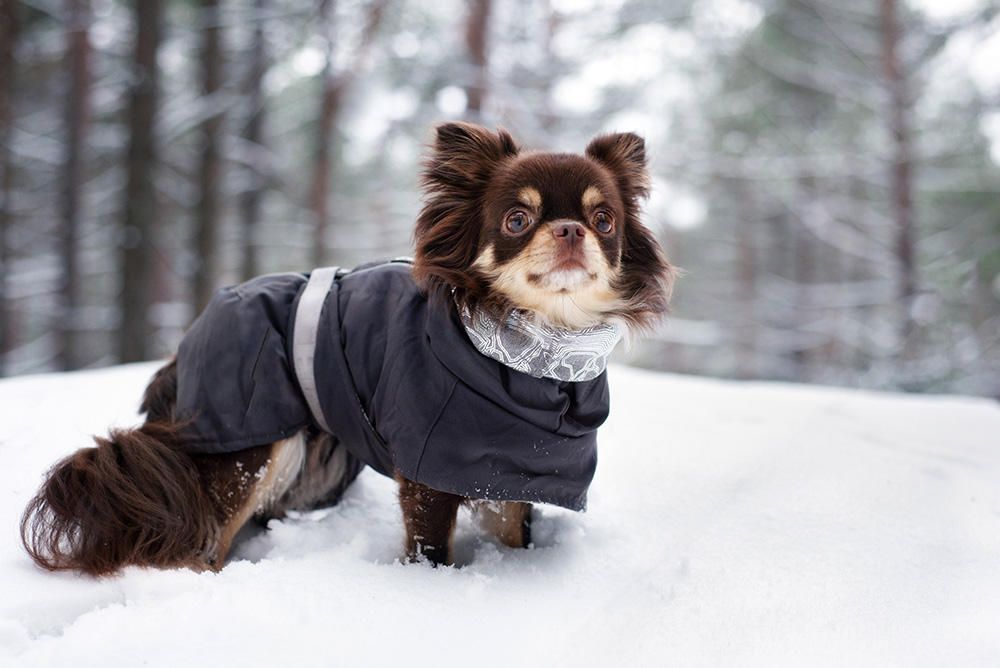 雪の上で上着を着ている犬