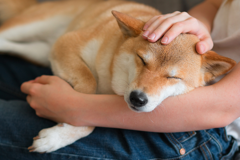 飼い主の腕の中で寝る柴犬