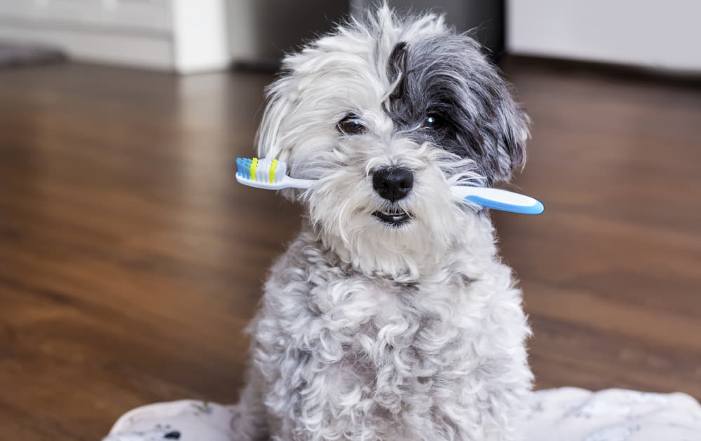 犬も虫歯になる 歯磨きの頻度や嫌がる犬への方法 人間の歯磨き粉は使っていい Column Levees レビーズ Animal Rights 動物の権利を考えるwebマガジン