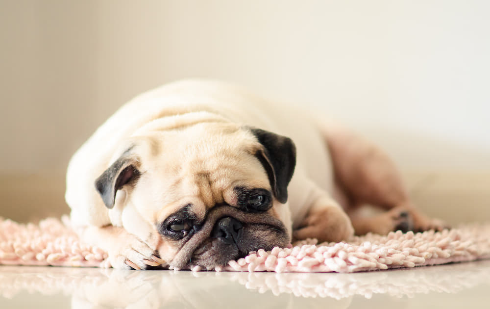 犬が鼻を鳴らすのは逆くしゃみかも 原因や対処法 止まらない時どうすれば Column Levees レビーズ Animal Rights 動物の権利を考えるwebマガジン