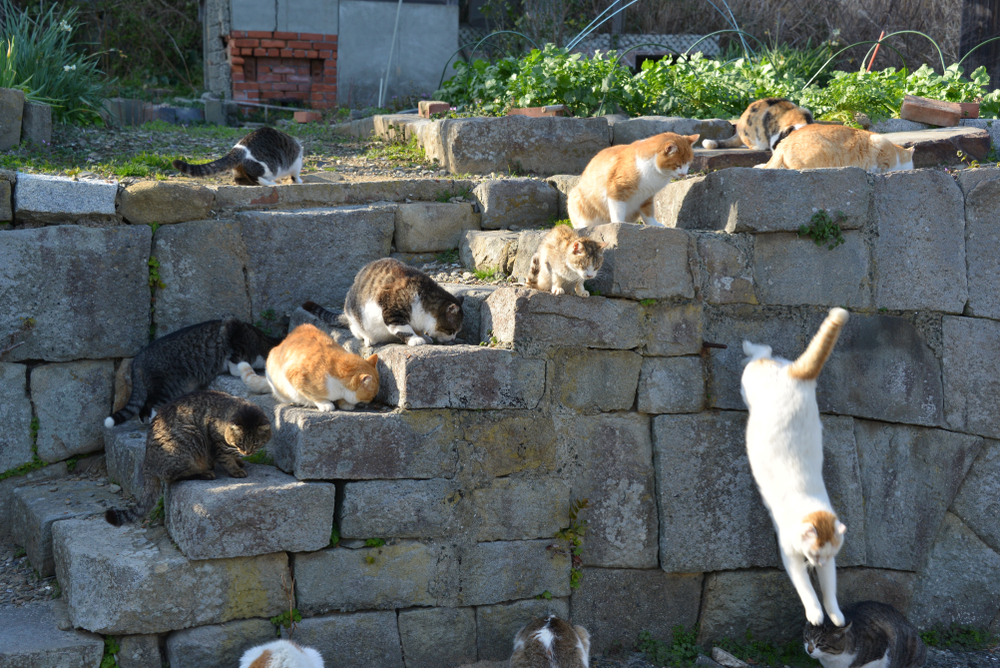 猫好きの楽園 日本にある猫島 Column Levees レビーズ Animal Rights 動物の権利を考えるwebマガジン