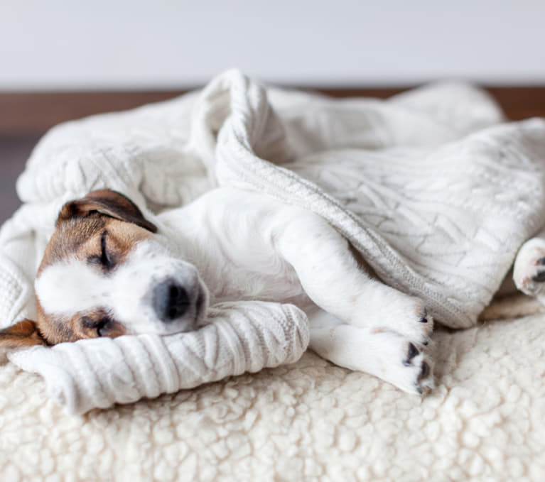 犬が目を細める意味は 病気の可能性もあるので要注意 Column Levees レビーズ Animal Rights 動物の権利を考えるwebマガジン