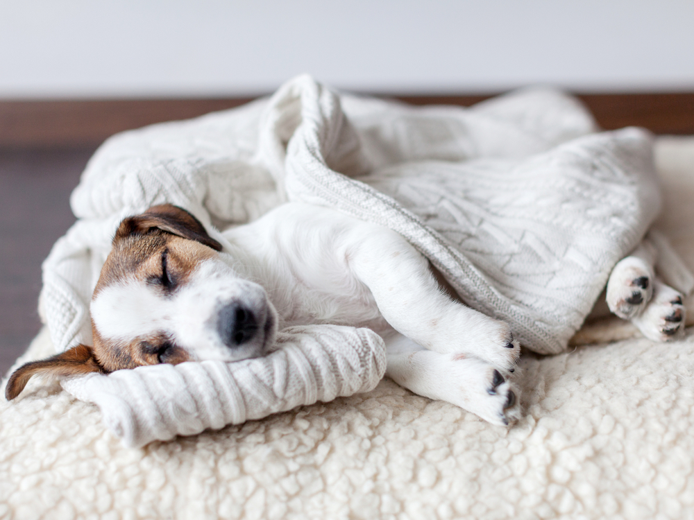 安心 警戒 寝る姿で分かる 犬の気持ち を見てみよう Column Levees レビーズ Animal Rights 動物の権利を考えるwebマガジン