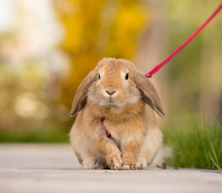 寂しがり屋 留守番はできる うさぎが寂しいときに見せる行動 Column Levees レビーズ Animal Rights 動物の権利を考えるwebマガジン