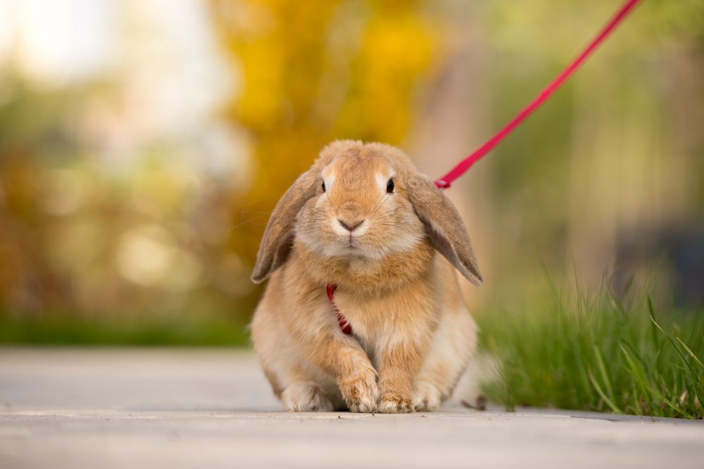 うさぎに散歩は必要 うさんぽのメリットデメリット 注意点など Column Levees レビーズ Animal Rights 動物の権利を考えるwebマガジン