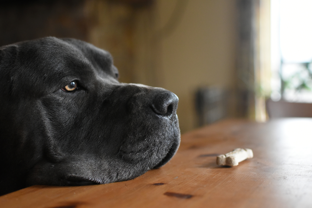 犬が絶対にダメな食べ物 特に注意が必要な6つ 最悪の場合死の危険も Column Levees レビーズ Animal Rights 動物の権利を考えるwebマガジン