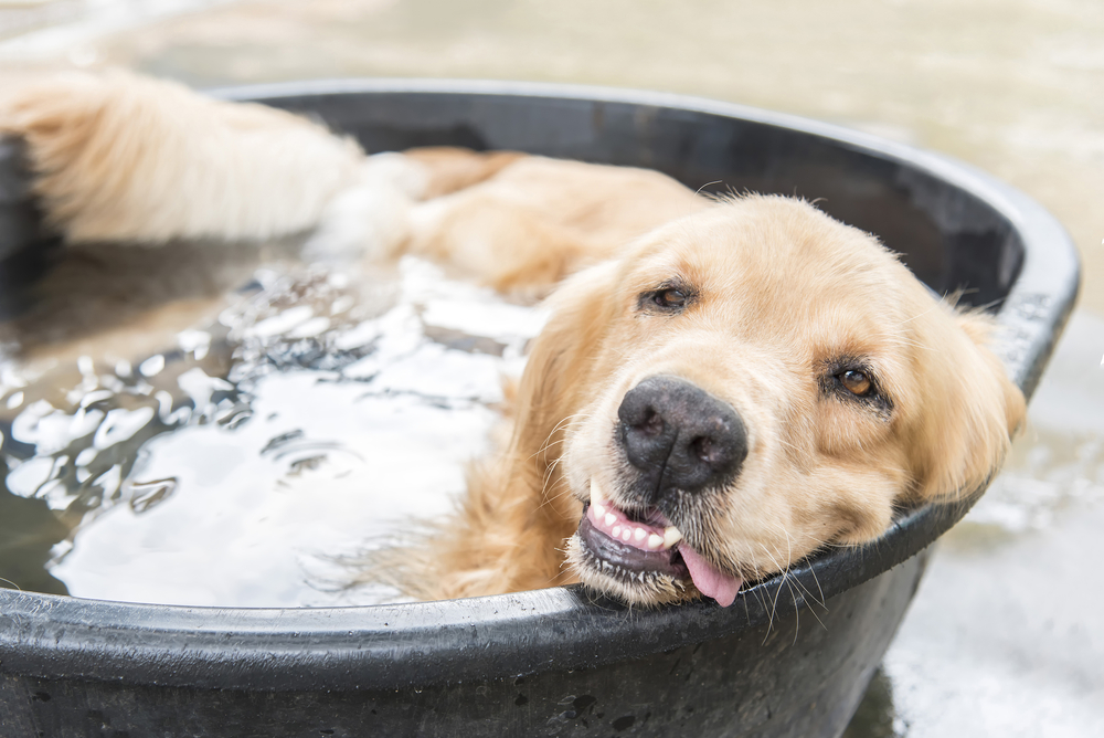 犬の熱中症について 息が荒いのは要注意 なりやすい犬種や応急処置まとめ Column Levees レビーズ Animal Rights 動物の権利を考えるwebマガジン