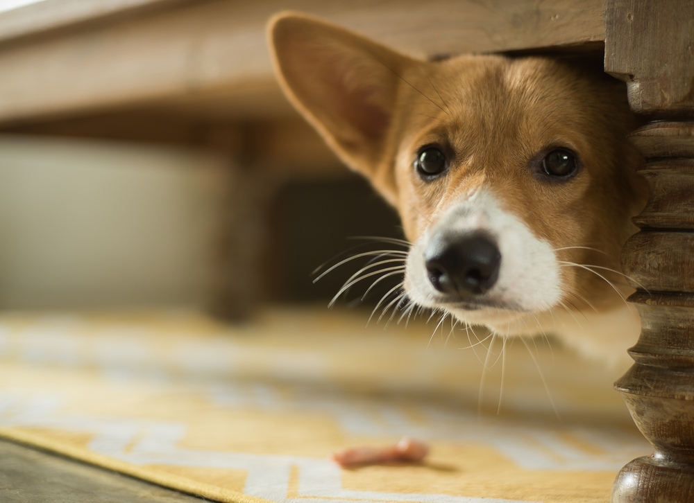 不安な気持ちが隠されているかも 犬が悲しい時にやる仕草を解説 Column Levees レビーズ Animal Rights 動物の権利を考えるwebマガジン