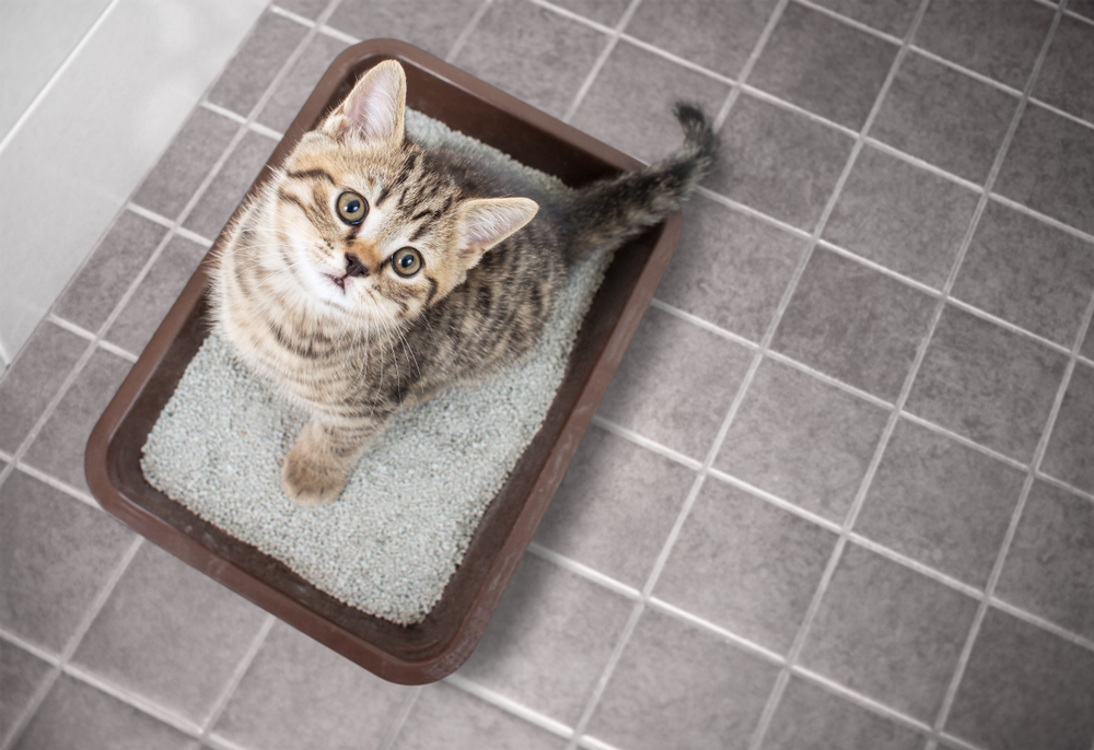 猫の不思議行動！トイレの砂かけの理由や散らばる砂対策｜Column ｜ Levees レビーズ “ Animal