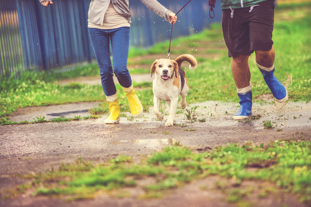 雨の中を走る犬