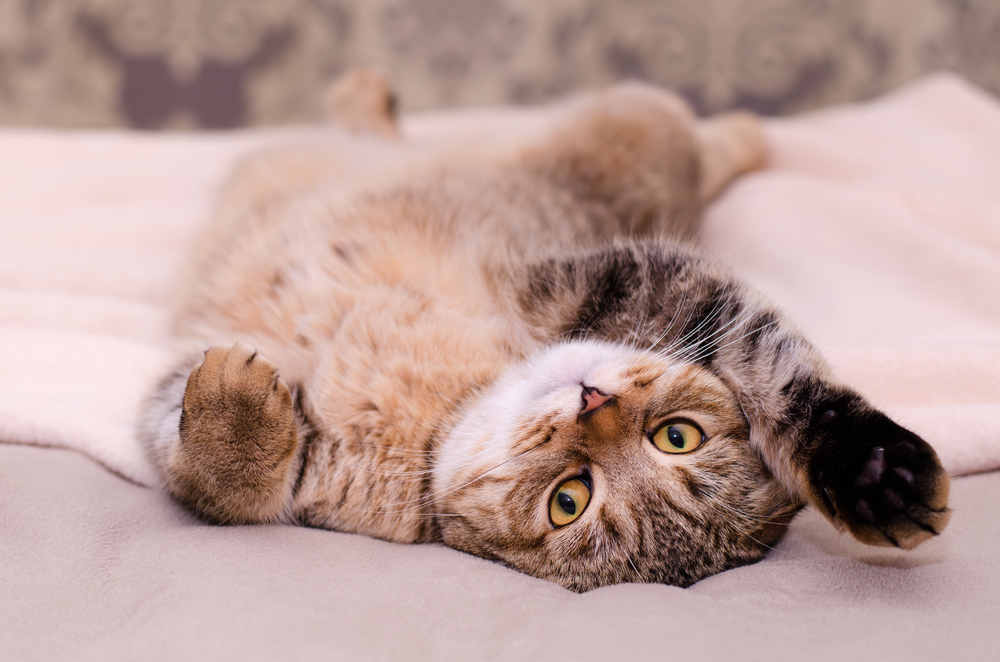 仰向けの猫