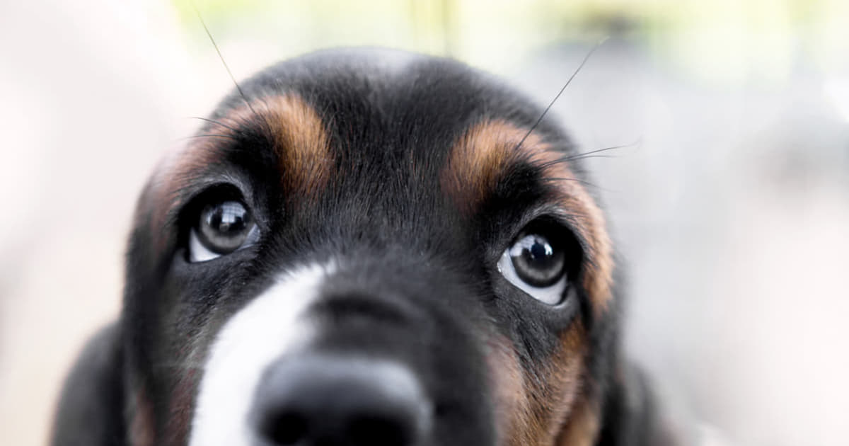 犬は目が悪いって本当 どんな見え方をしてるのか 犬の視覚や色彩感覚まとめ Column Levees レビーズ Animal Rights 動物の権利を考えるwebマガジン 犬は目が悪いって本当 どんな見え方をしてるのか 犬の視覚や色彩感覚まとめ Column Levees レビーズ Animal Rights 動物の権利を考えるwebマガジン