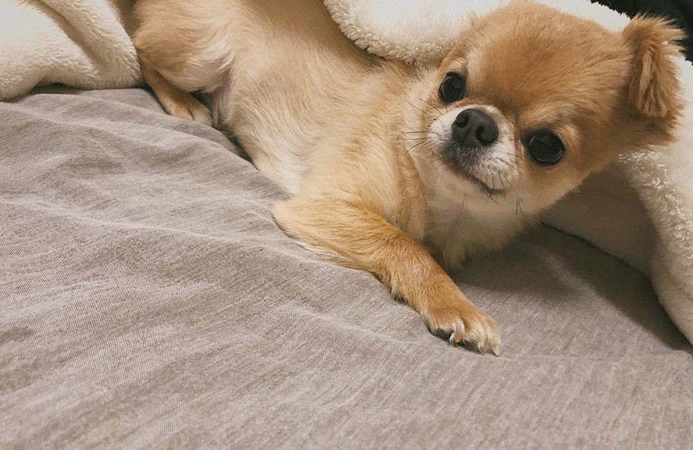 ベッドで休むチワワ