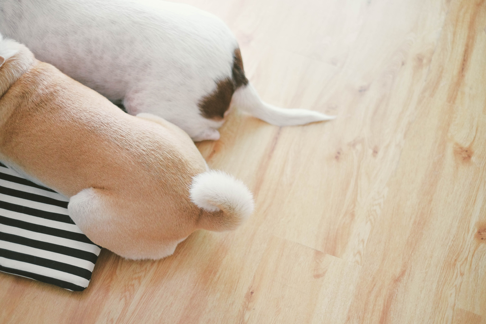 2匹の犬のしっぽ