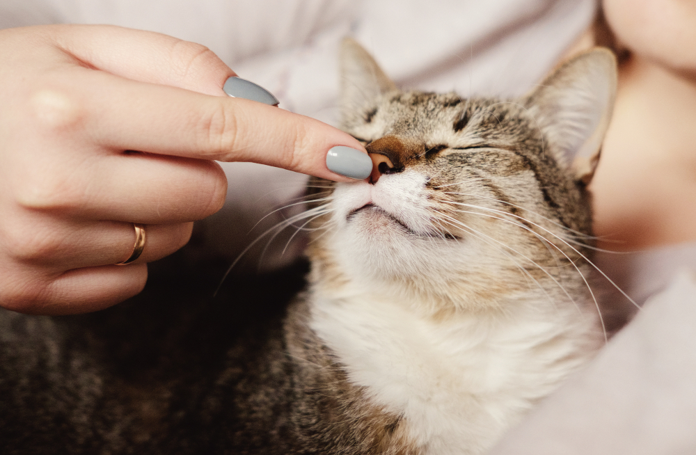 甘える猫