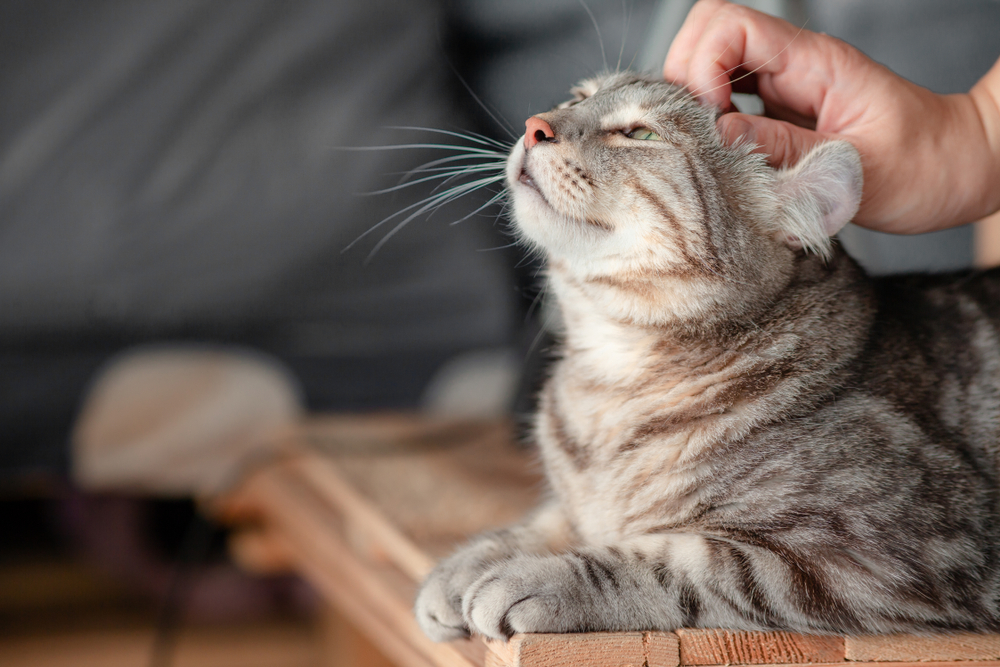 猫の体調不良サイン5つ 具合の悪い時に行う仕草と愛猫のために出来ること Column Levees レビーズ Animal Rights 動物の権利を考えるwebマガジン