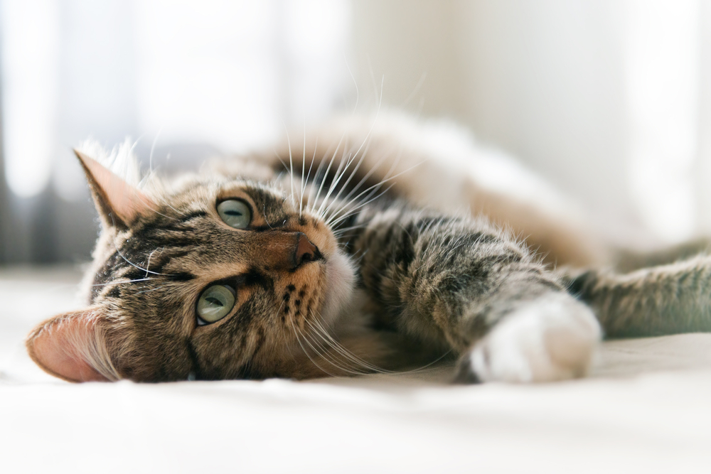 横になる猫