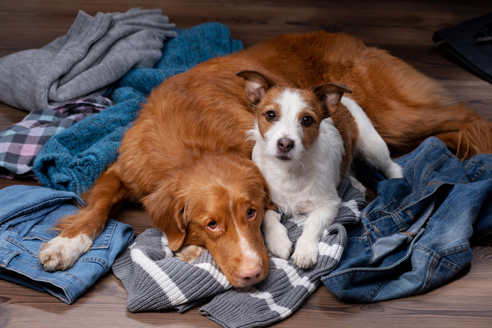 洗濯物と犬たち