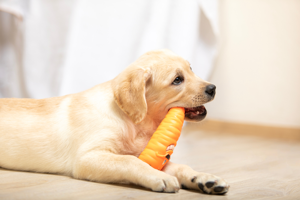 おもちゃをかじる子犬