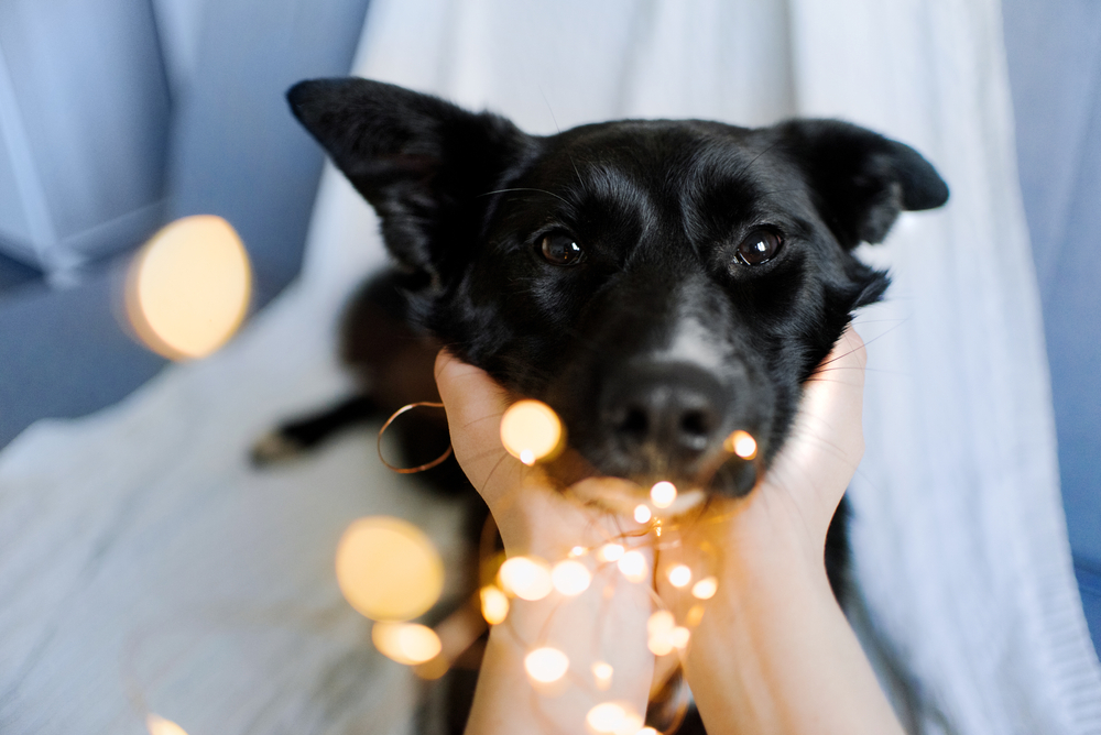 ライトを噛む犬
