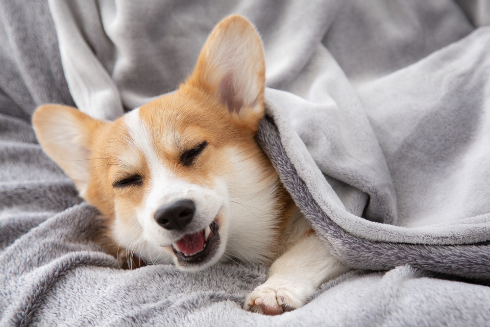 毛布に包まる犬