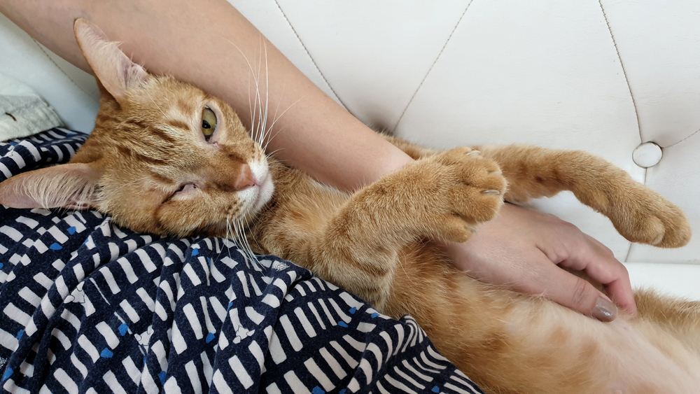 猫 ソファー 撫でる