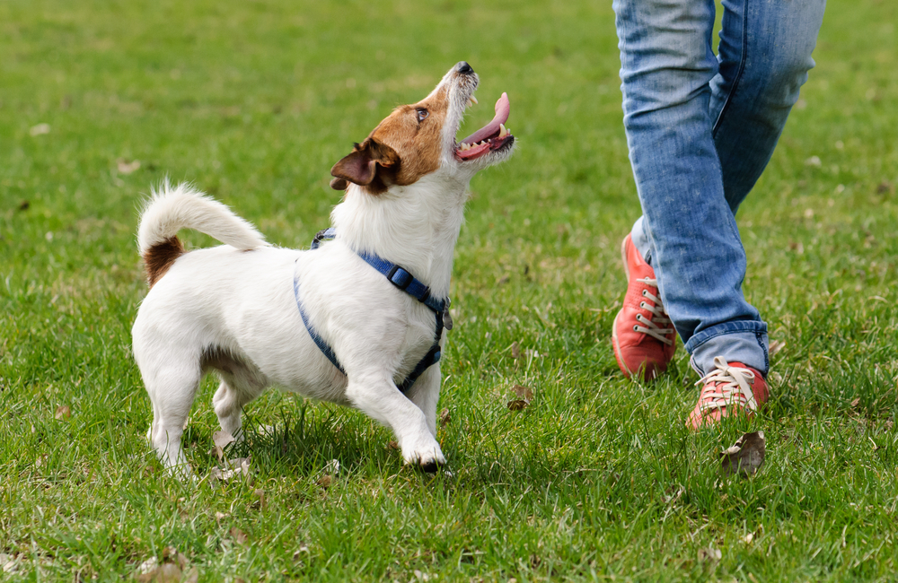 公園で遊ぶ犬