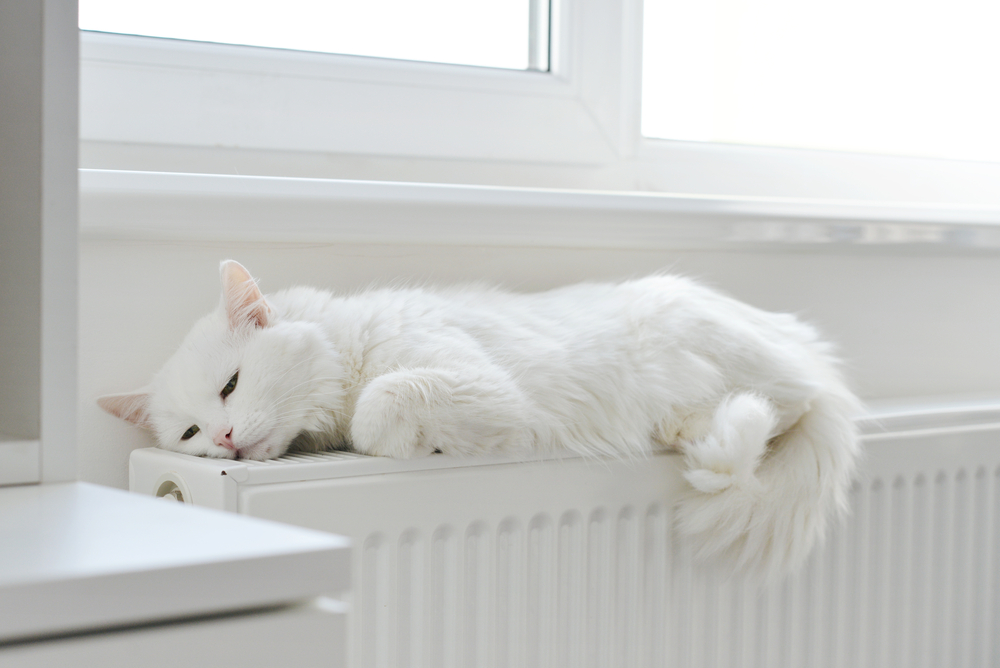 ファンヒーターで温まる猫
