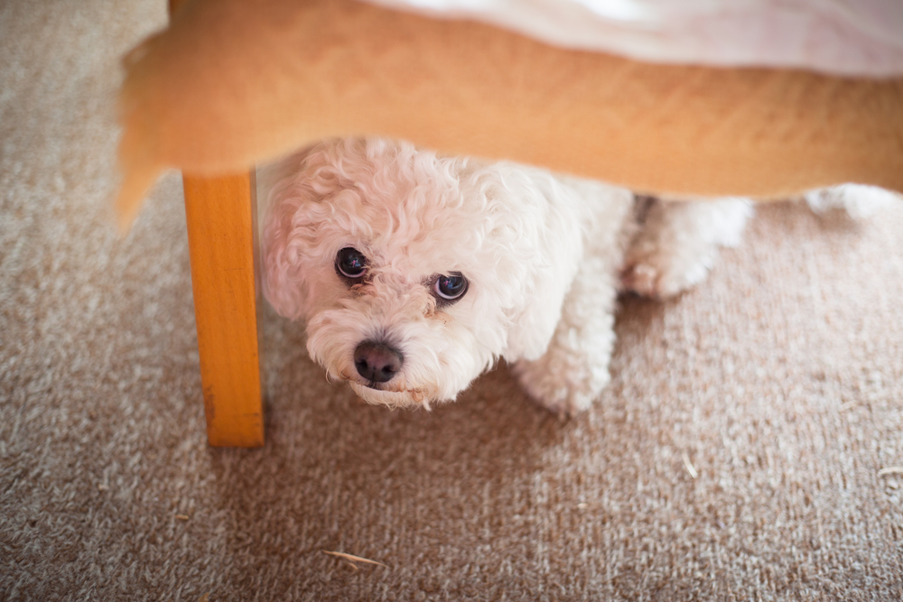 机の下に隠れる犬