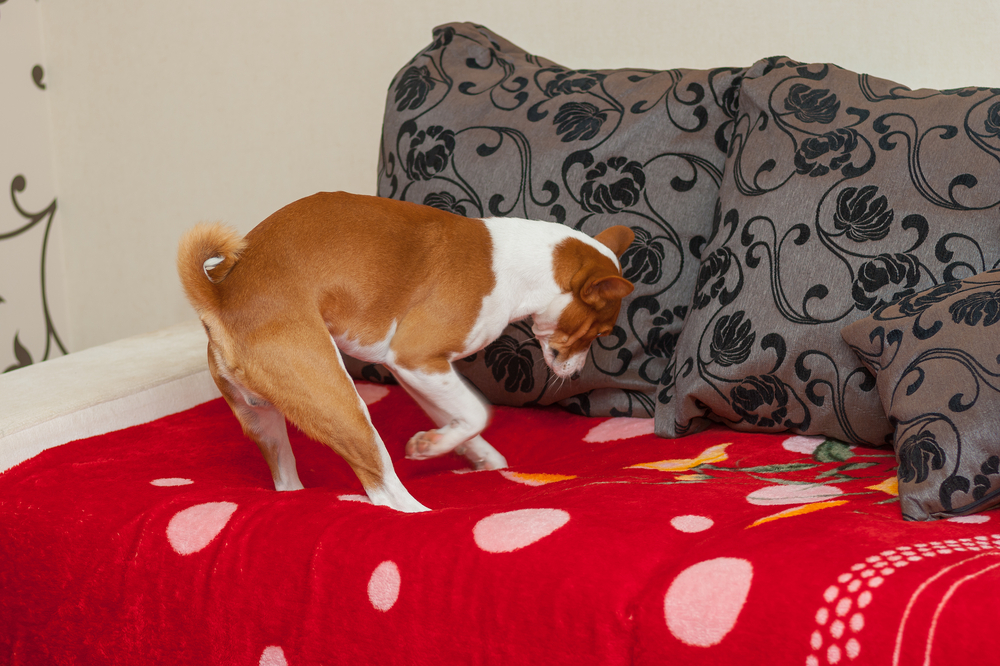 ソファーで穴掘りをする犬
