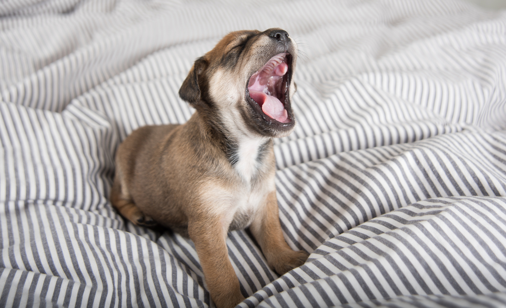 ベッドであくびする子犬