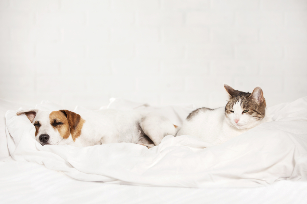 ベッドの上の犬と猫