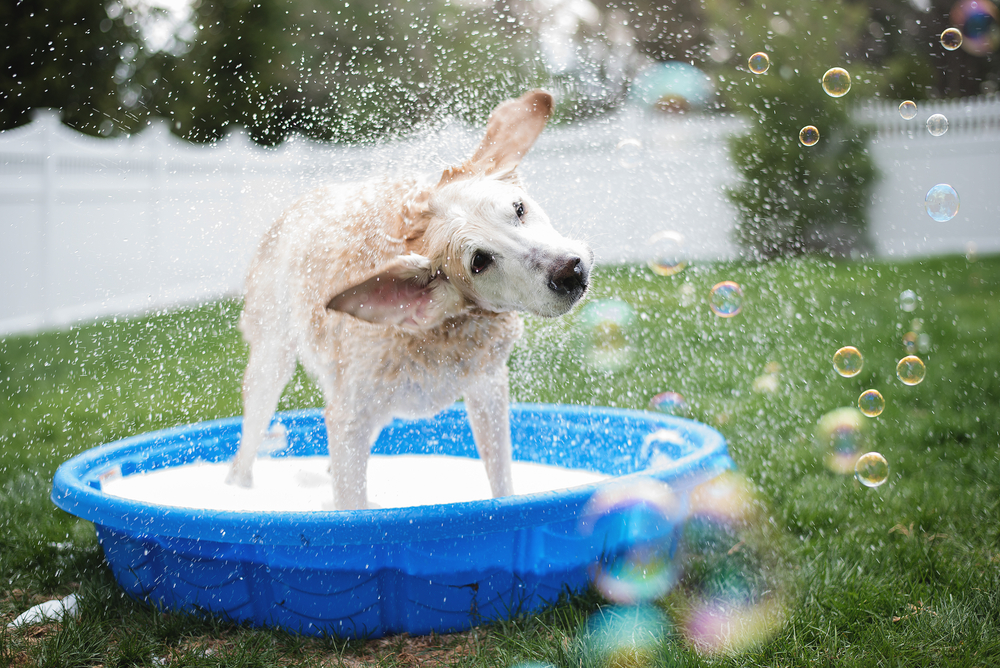 庭で水遊びをする犬