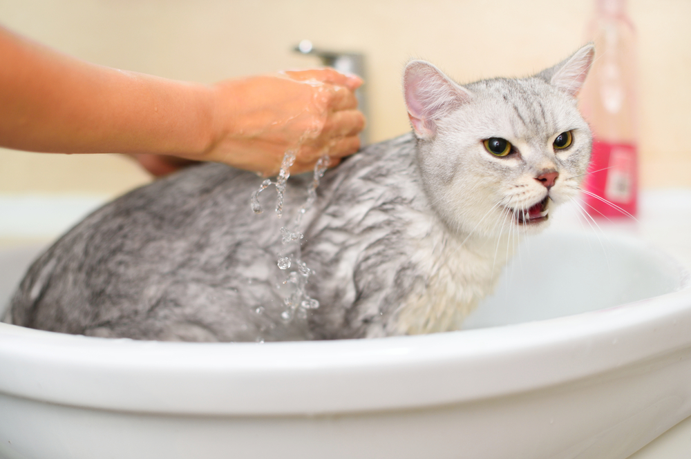 水浴びする猫