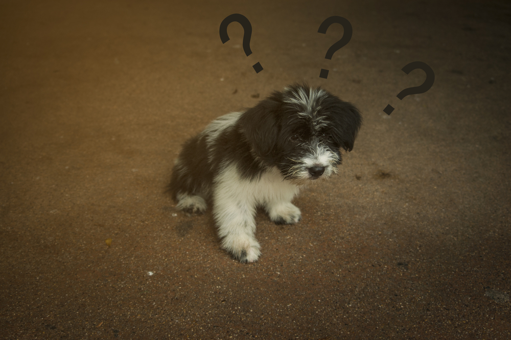考える子犬
