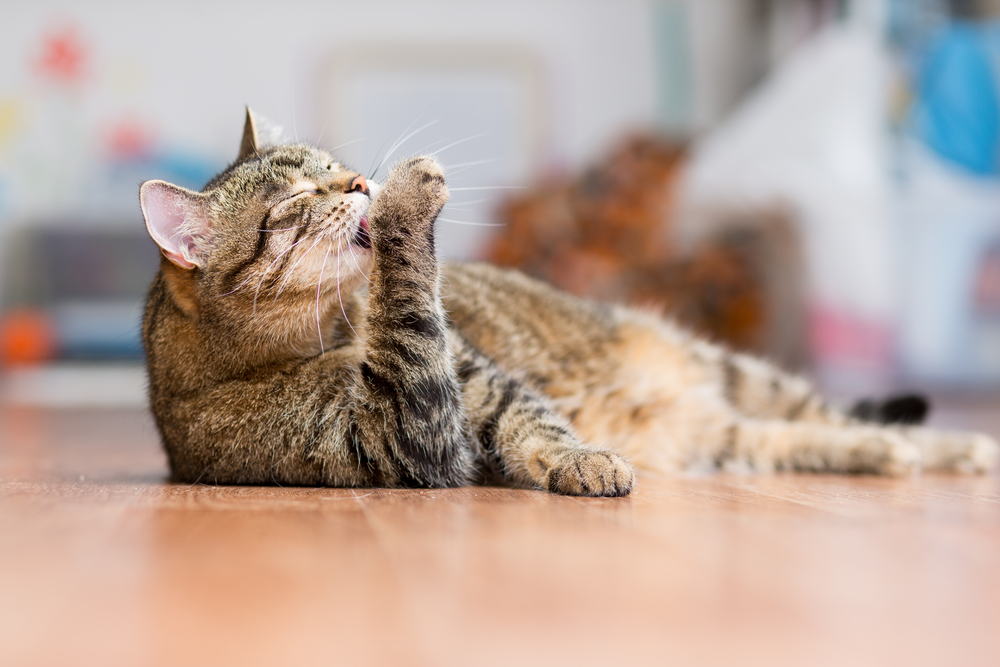 手を舐める猫