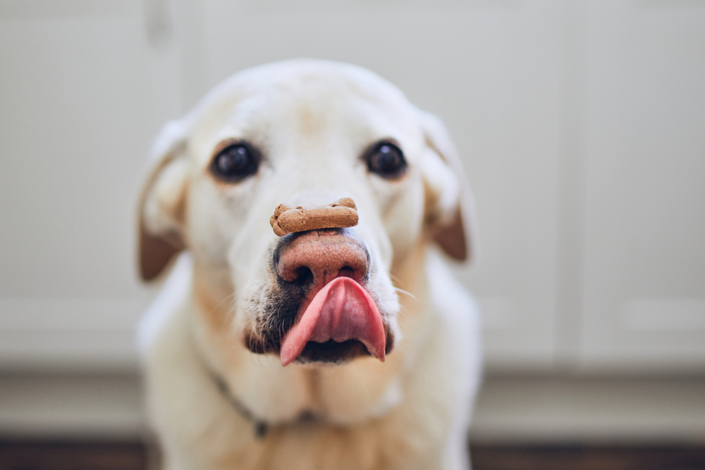 鼻におやつを乗せた犬