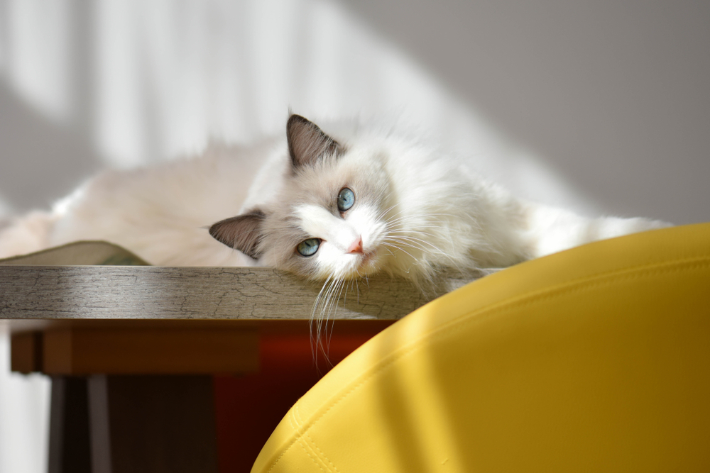 目の青い白猫