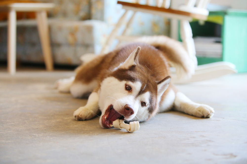 おやつで遊ぶ犬