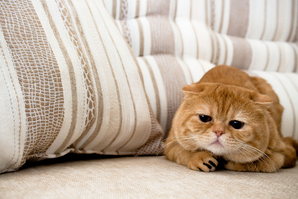 ソファーで休む猫