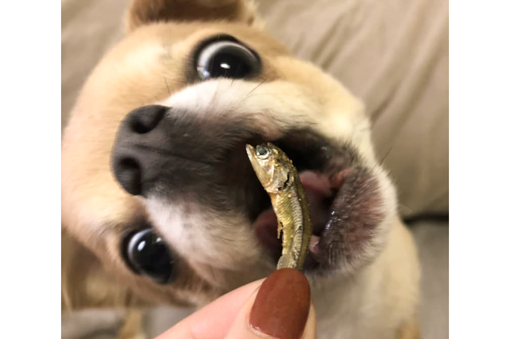 魚を食べる犬