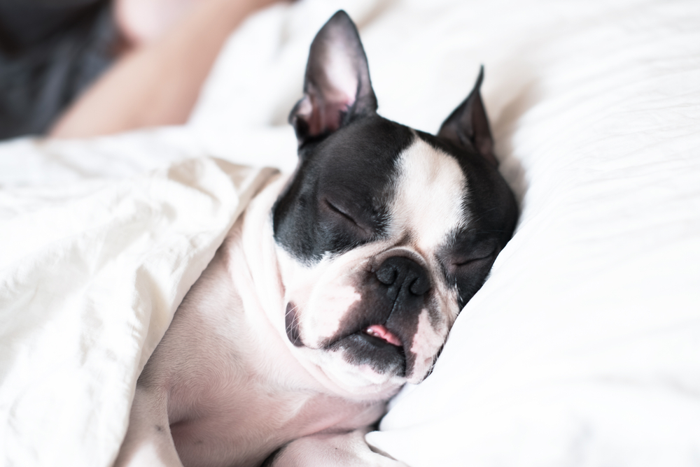 犬と一緒に寝るのは良くない 犬の心理やメリットやリスクまとめ Column Levees レビーズ Animal Rights 動物の権利を考えるwebマガジン