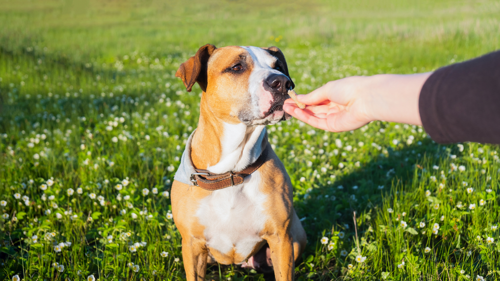 おやつを食べる犬