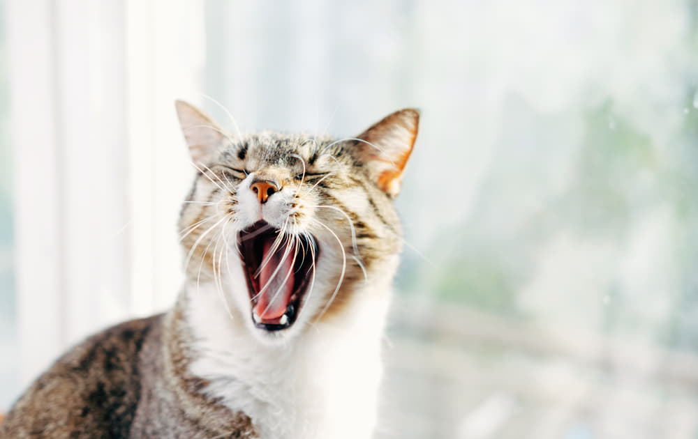猫の鳴き声の違いは何を意味するのでしょうか？