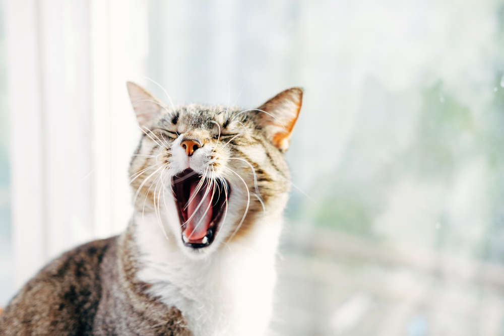 猫の鳴き声や鳴き方がいつもと違うのは不調のサイン 考えられる5つの理由 Column Levees レビーズ Animal Rights 動物の権利を考えるwebマガジン