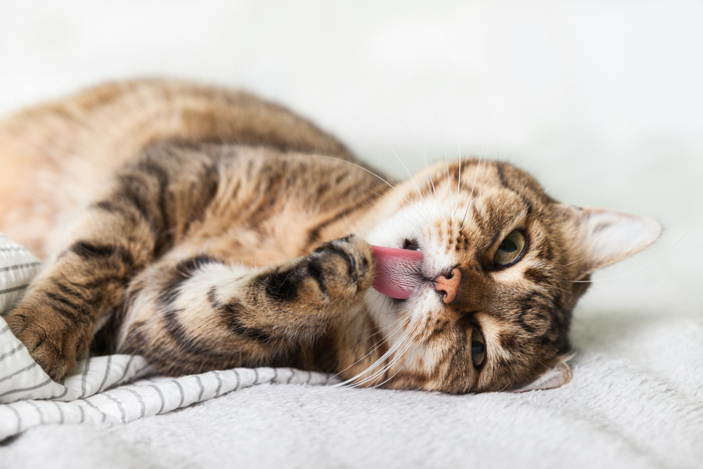 猫の肉球が冷たいのは要注意 冷たい時にチェックしたい症状や病気の可能性 Column Levees レビーズ Animal Rights 動物の権利を考えるwebマガジン